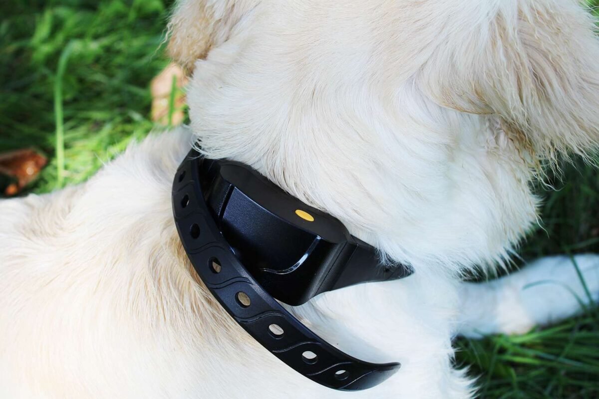 No Shock Training Collar