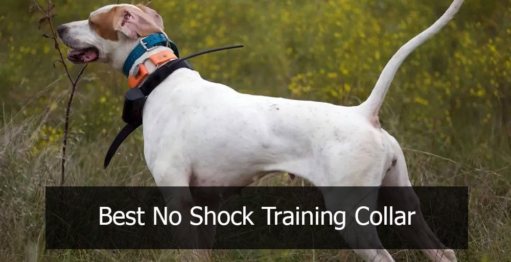 best no shock training collar for dogs