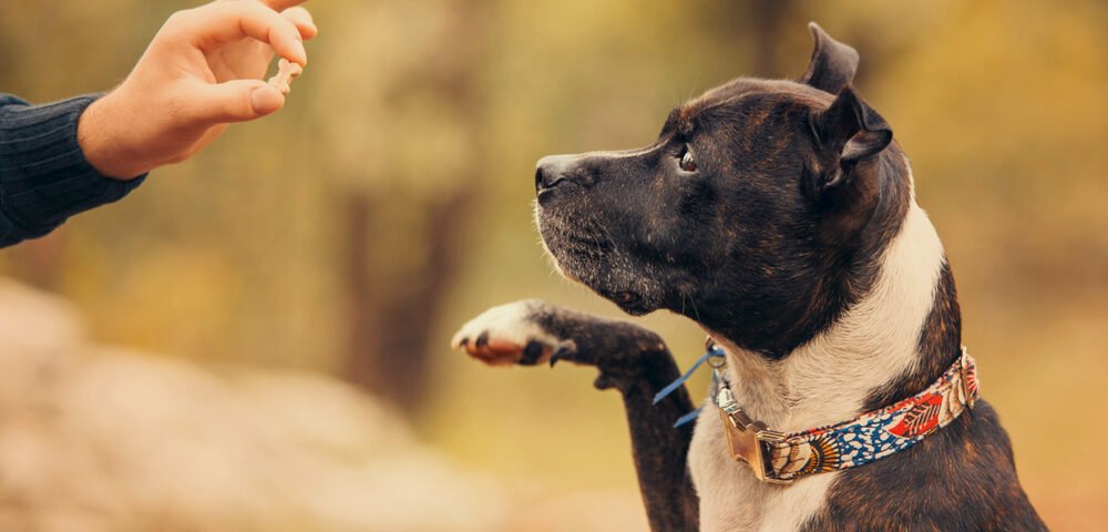 Dog_Training_collars