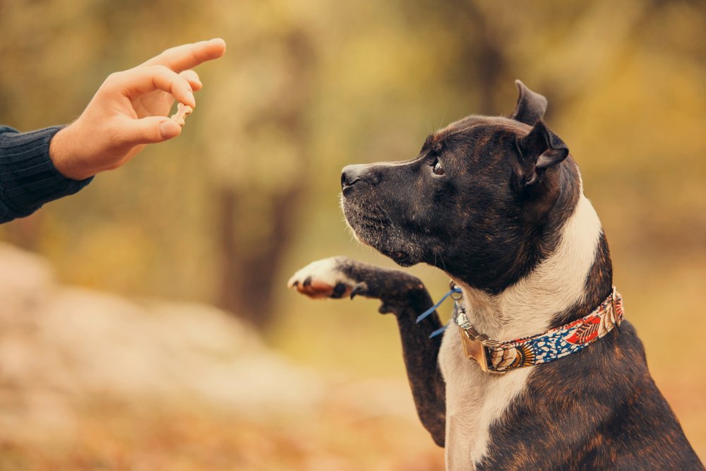 Dog_Training_collars